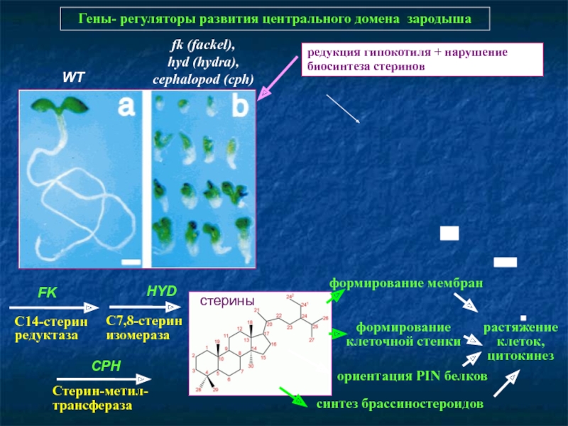 Кракен нет